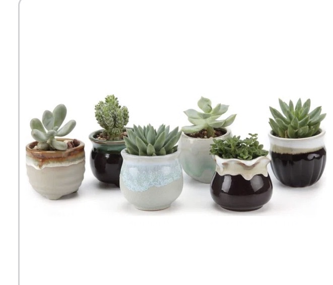 (06/20/26) Succulent Saturday Container Garden Workshop - Image 2