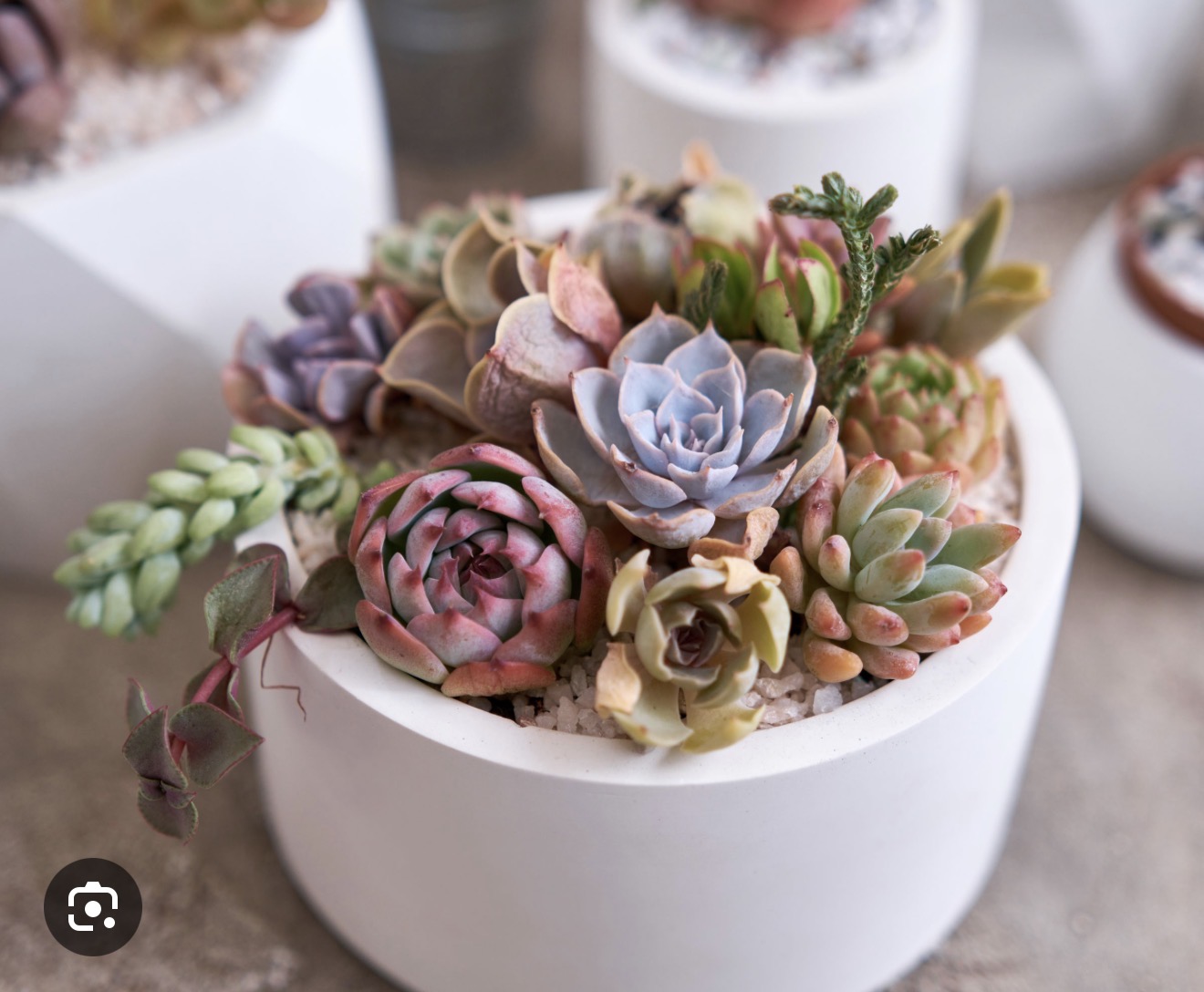 (06/20/26) Succulent Saturday Container Garden Workshop - Image 3