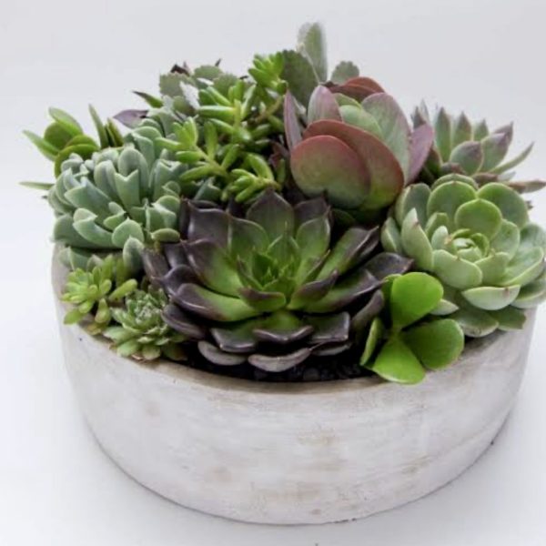 (06/20/26) Succulent Saturday Container Garden Workshop