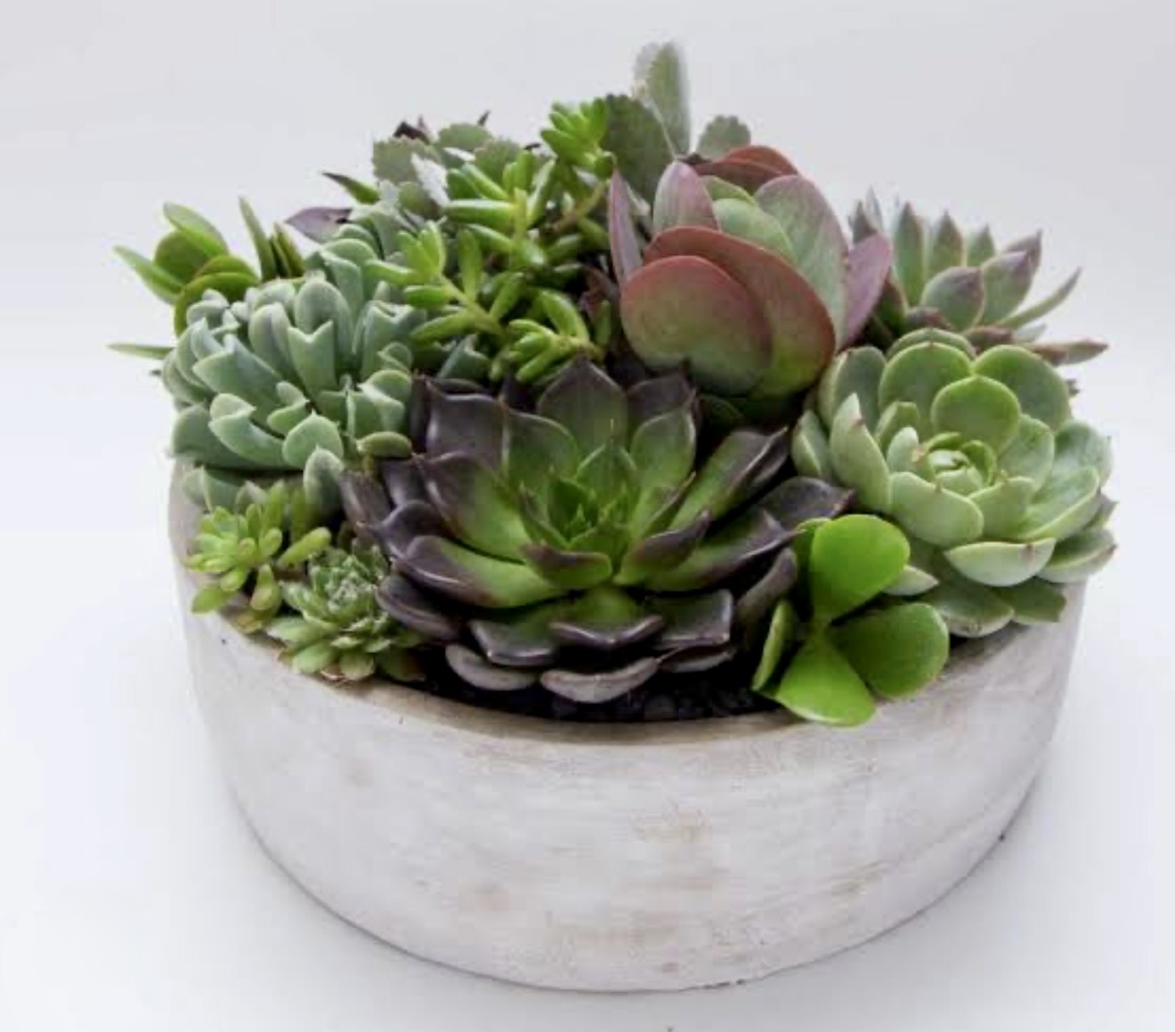 (06/20/26) Succulent Saturday Container Garden Workshop